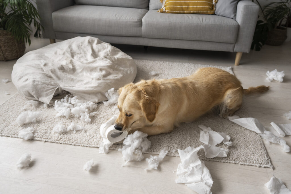 anxious rescue dog chewing pillow and toilet paper